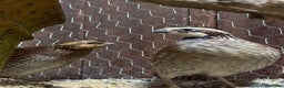 Quail poultry for sale: Trio of Bobwhite quail - Advert 2