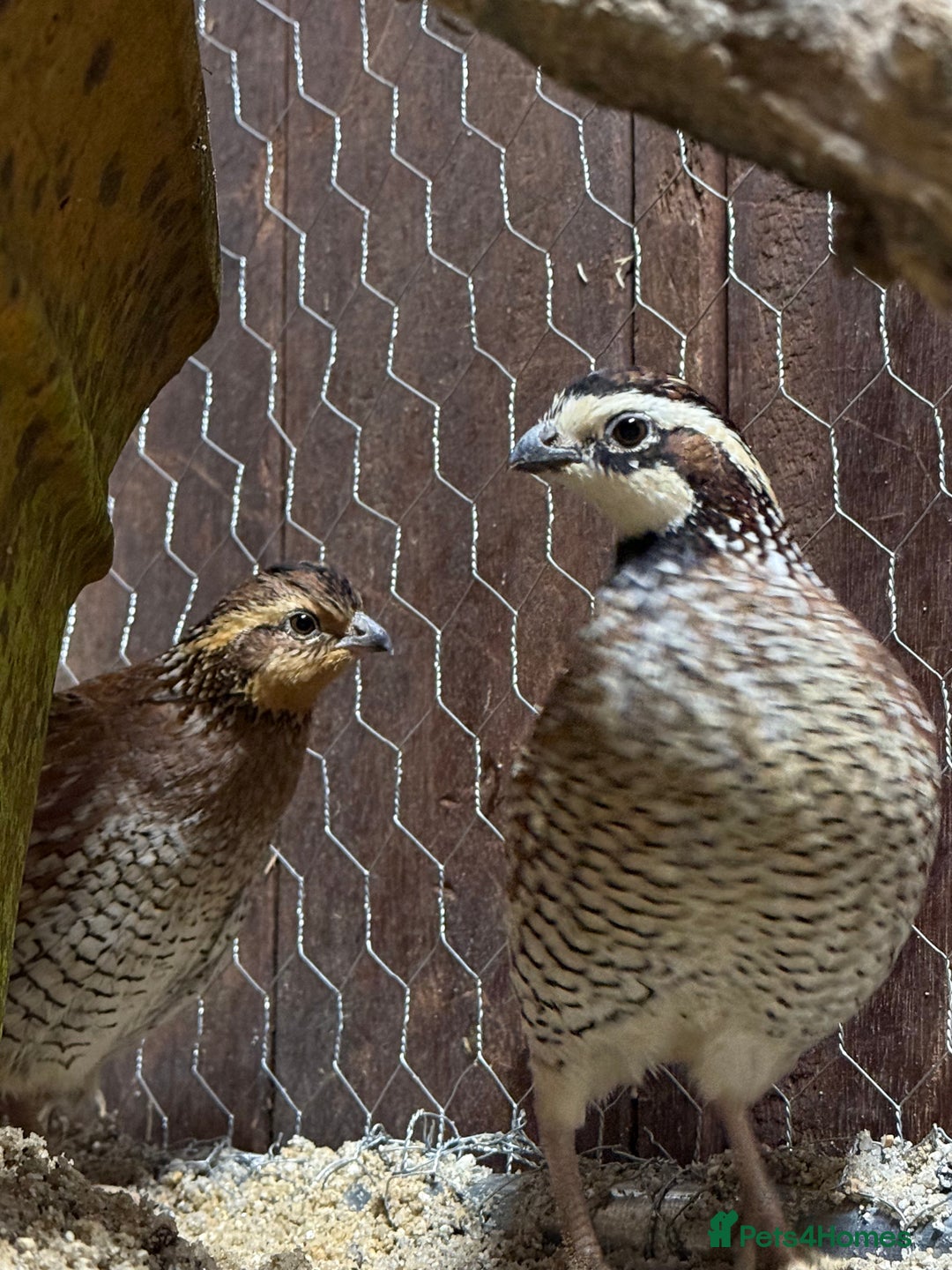 Quail poultry for sale: Trio of Bobwhite quail - Advert 2