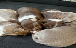 Miniature Dachshund dogs for sale: Beautiful kc mini dachshunds  - Image 16