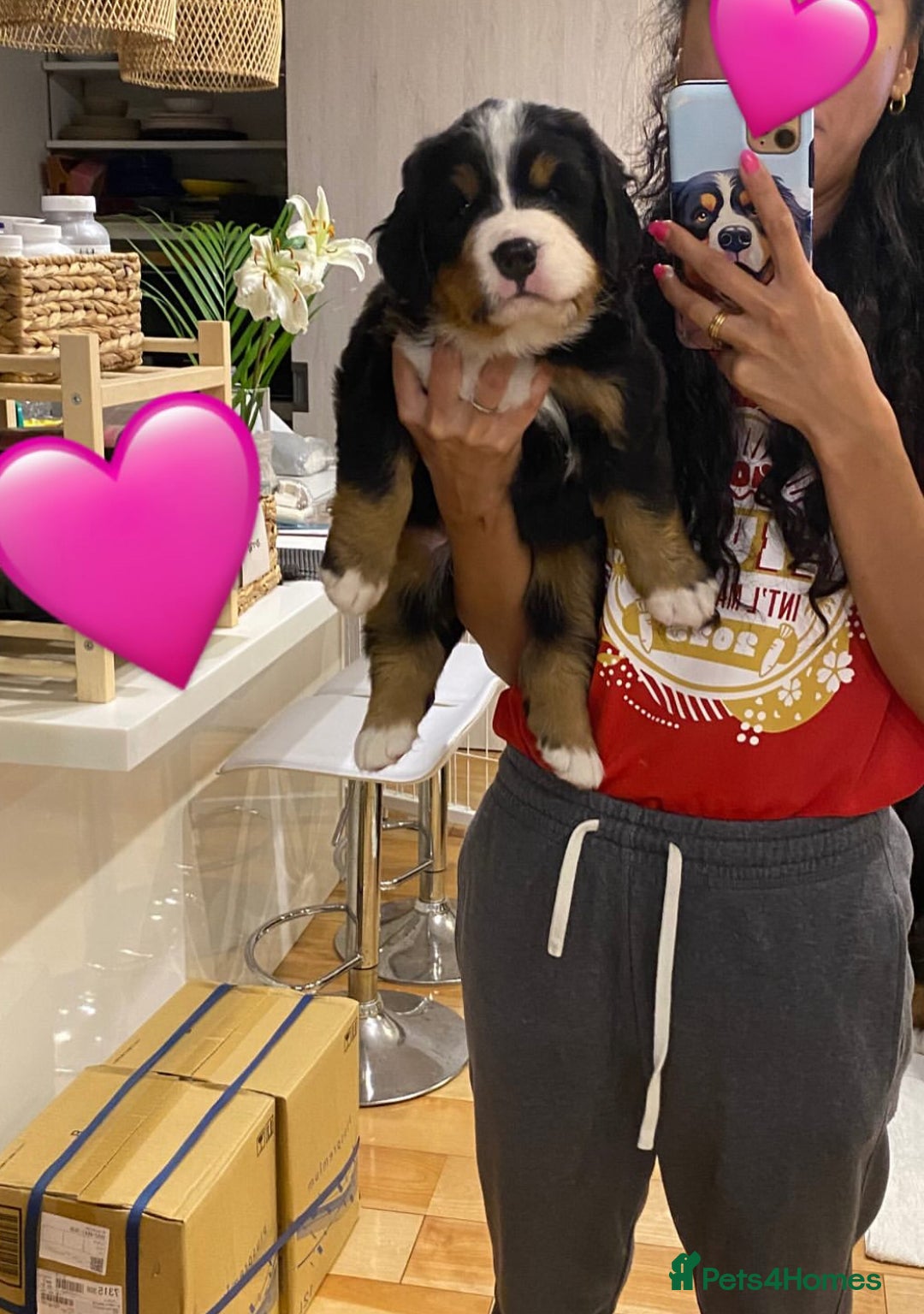 Bernese Mountain Dog dogs for sale: Bernese Mountain Dog Puppies - Image 9