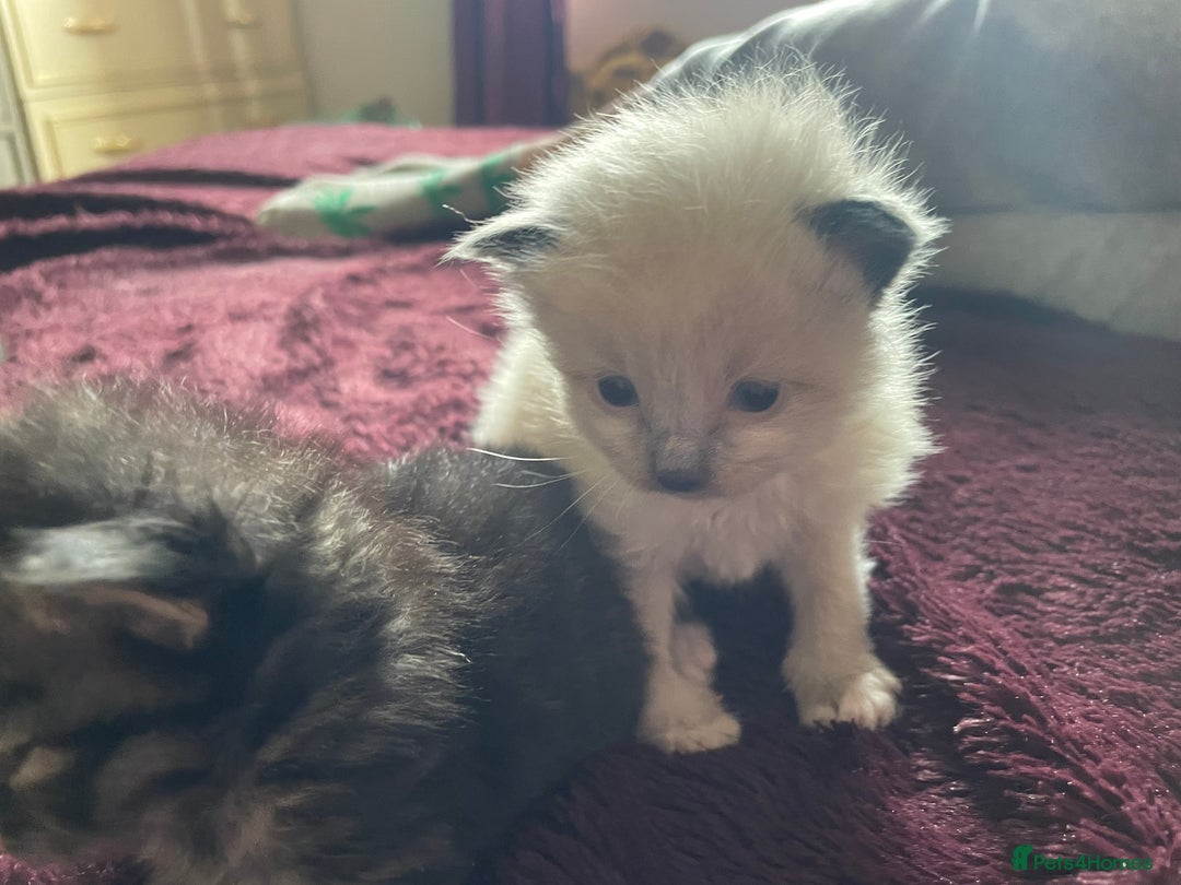 Mixed Breed cats for sale: Ragdoll x Maine coon kittens - Image 4