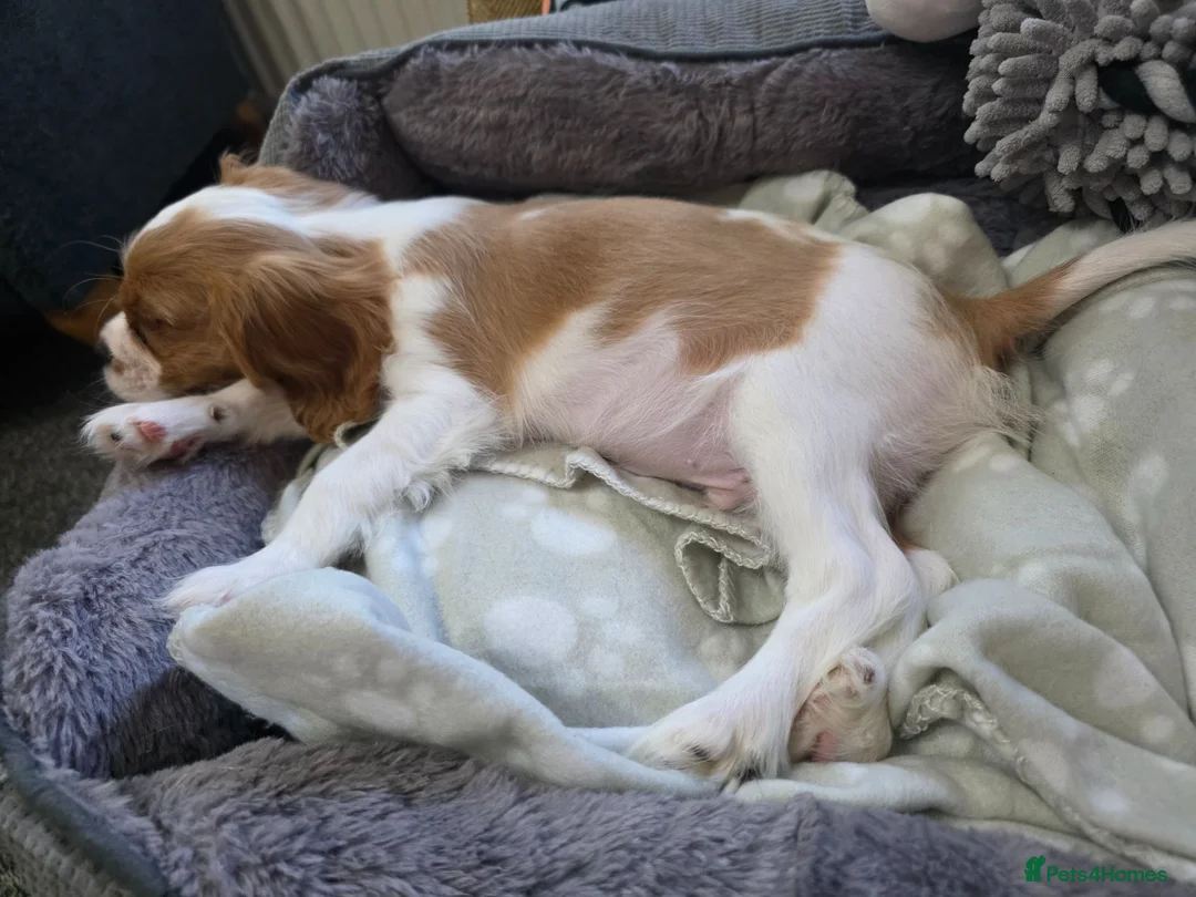 Cavalier King Charles Spaniel dogs for sale: Adorable Male Cavalier - Advert 10