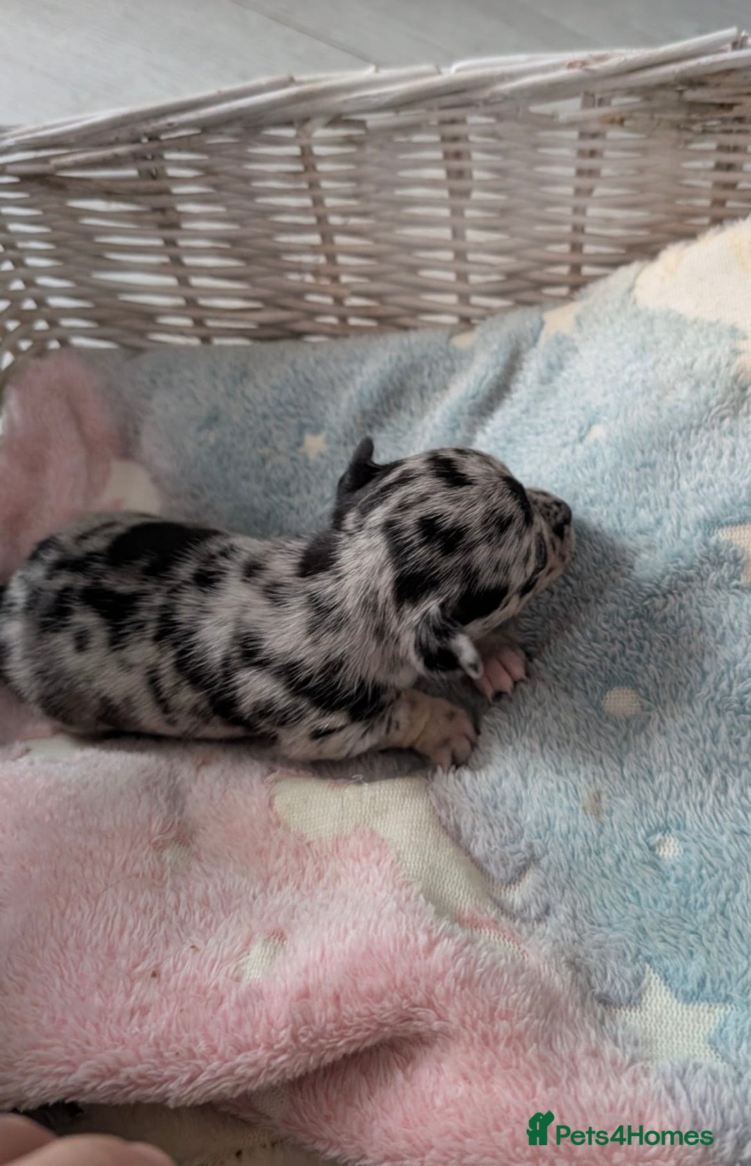 Chihuahua dogs for sale: Beautiful Merle Chihuahua Puppies 🐶  - Advert 18