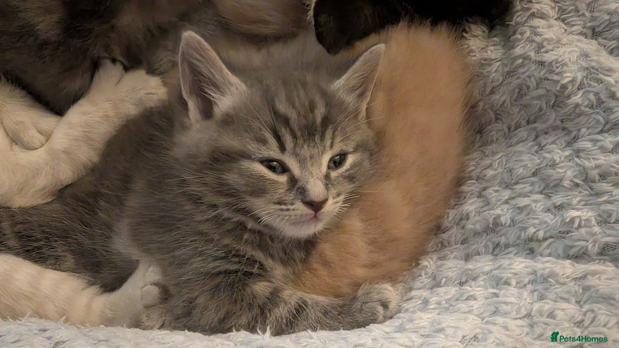 Ragcoon cats for sale: Beautiful Ragcoon / Bengal kittens  - Advert 3