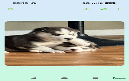 Siberian Husky dogs for sale: BEAUTIFUL SIBERIAN HUSKY PUPPIES  - Image 12