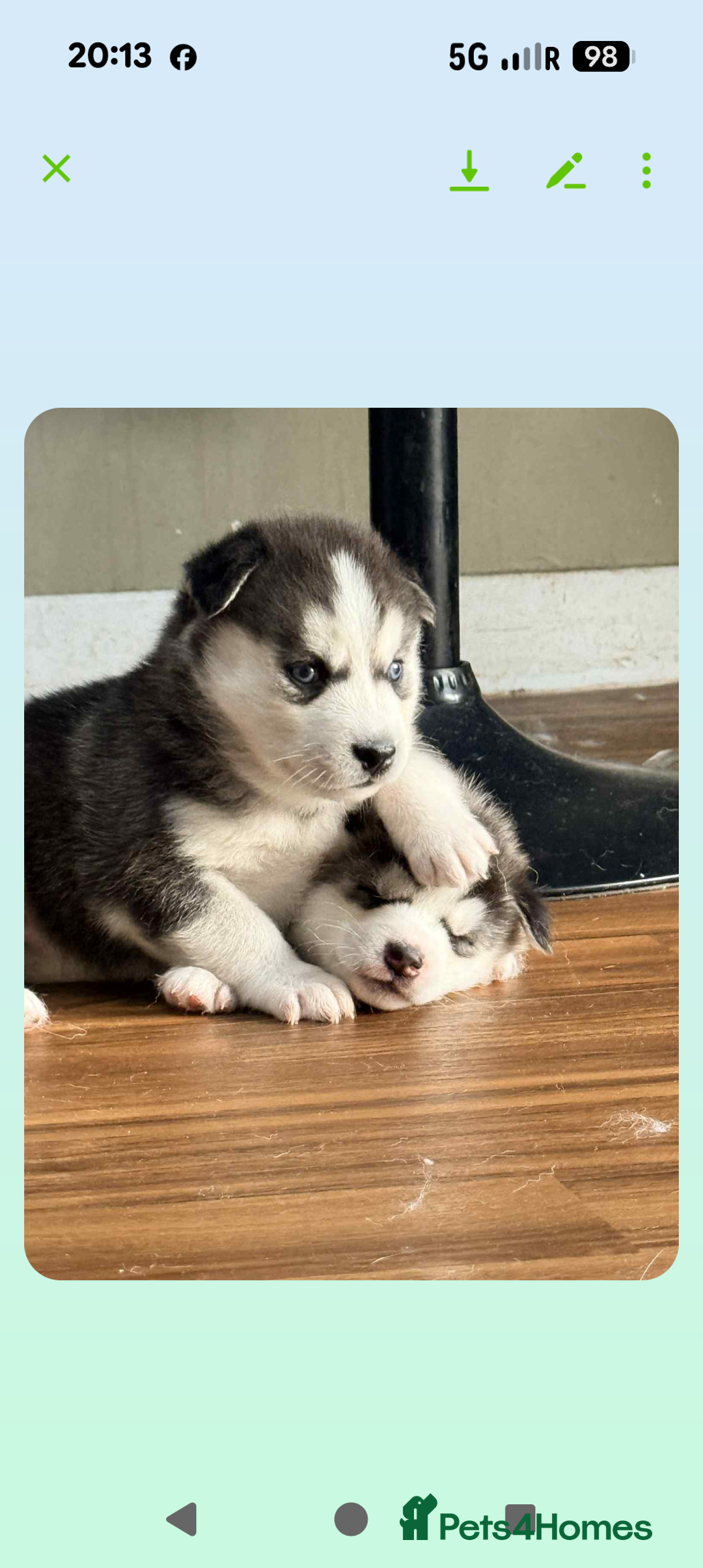 Siberian Husky dogs for sale: BEAUTIFUL SIBERIAN HUSKY PUPPIES  - Image 12