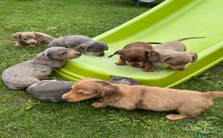 Miniature Dachshund dogs - Advert 10