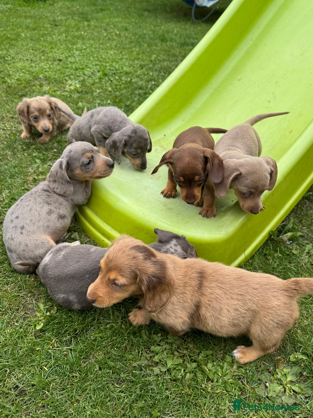 Miniature Dachshund dogs for sale: Beautiful miniature dachshund baby’s💖💙 - Image 1