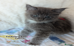 Maine Coon cats for sale: Ready now! 1 boy TICA Registered  - Image 6