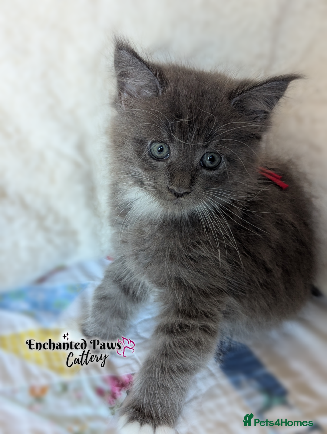 Maine Coon cats for sale: Ready now! 1 boy TICA Registered  - Image 6