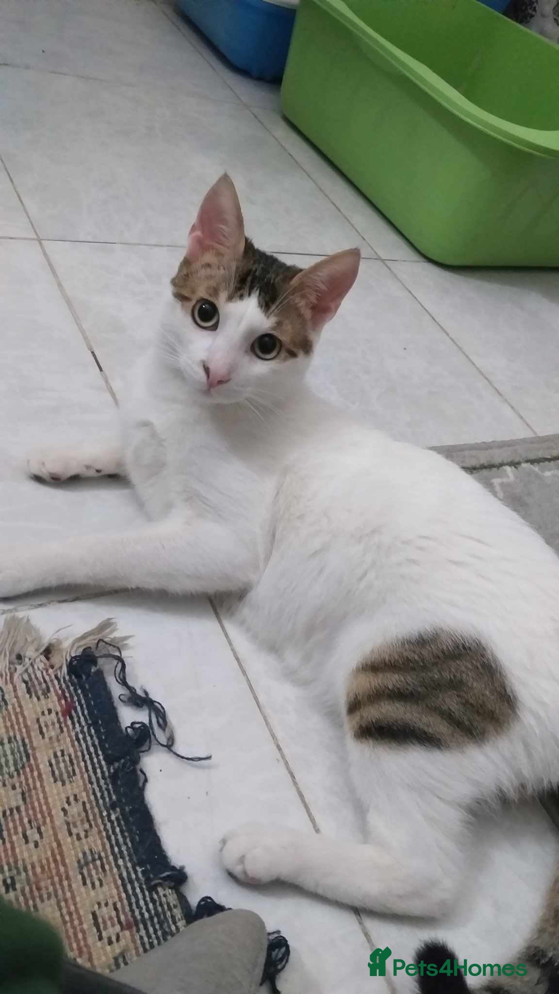 Mixed Breed cats Cuddle-bug Joey is looking for love &lt;3 - Advert 20