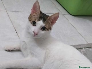 Mixed Breed cats - Advert 11