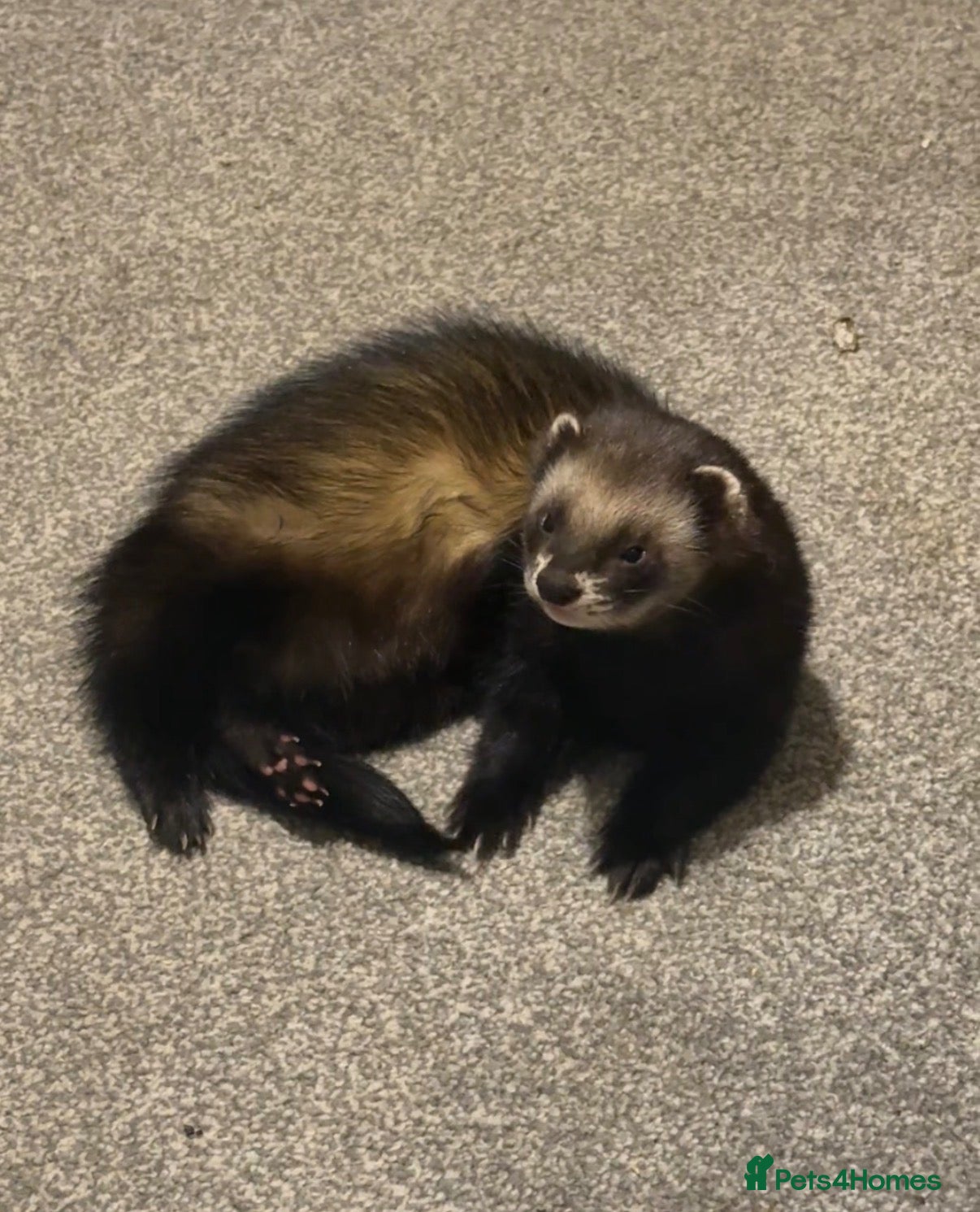 Ferret rodents Friendly neutered male ferret - Advert 1