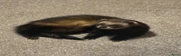 Ferret rodents for sale: Friendly neutered male ferret in Stafford - Advert 1