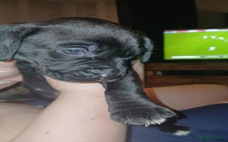 Mixed Breed dogs for sale: Lab cross puppies  - Advert 6