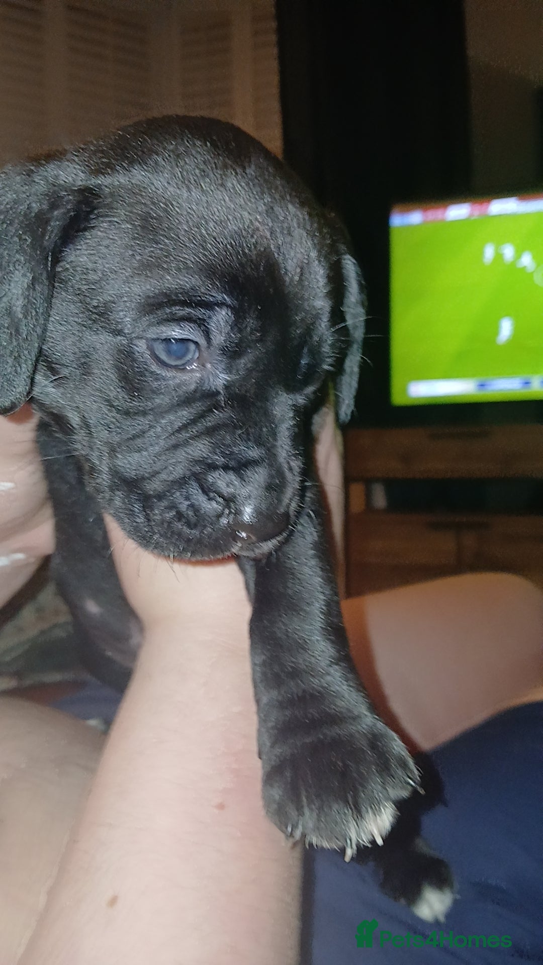 Mixed Breed dogs for sale: Lab cross puppies  - Advert 6