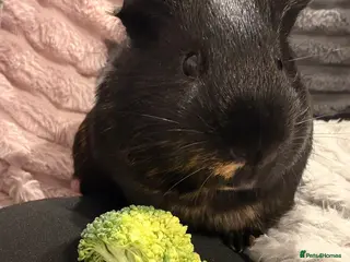 Guinea Pig rodents Black&brown Guinea Pig with Big Cage - Advert 20