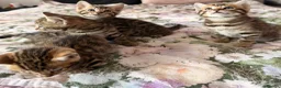 Bengal cats for sale: Beautiful bengal kittens 🐾🐾🐾 - Advert 13