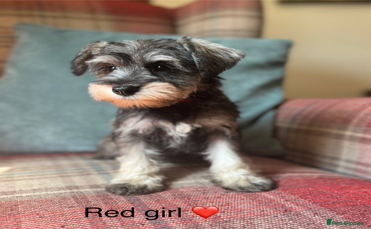 Miniature Schnauzer dogs - Advert 2