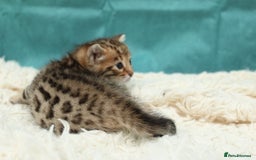 Bengal cats for sale: 🔥Beautiful little bengal girl for reservation🔥 - Image 14