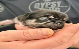 Pug dogs for stud: kc panda pug for stud in Blackpool - Image 16