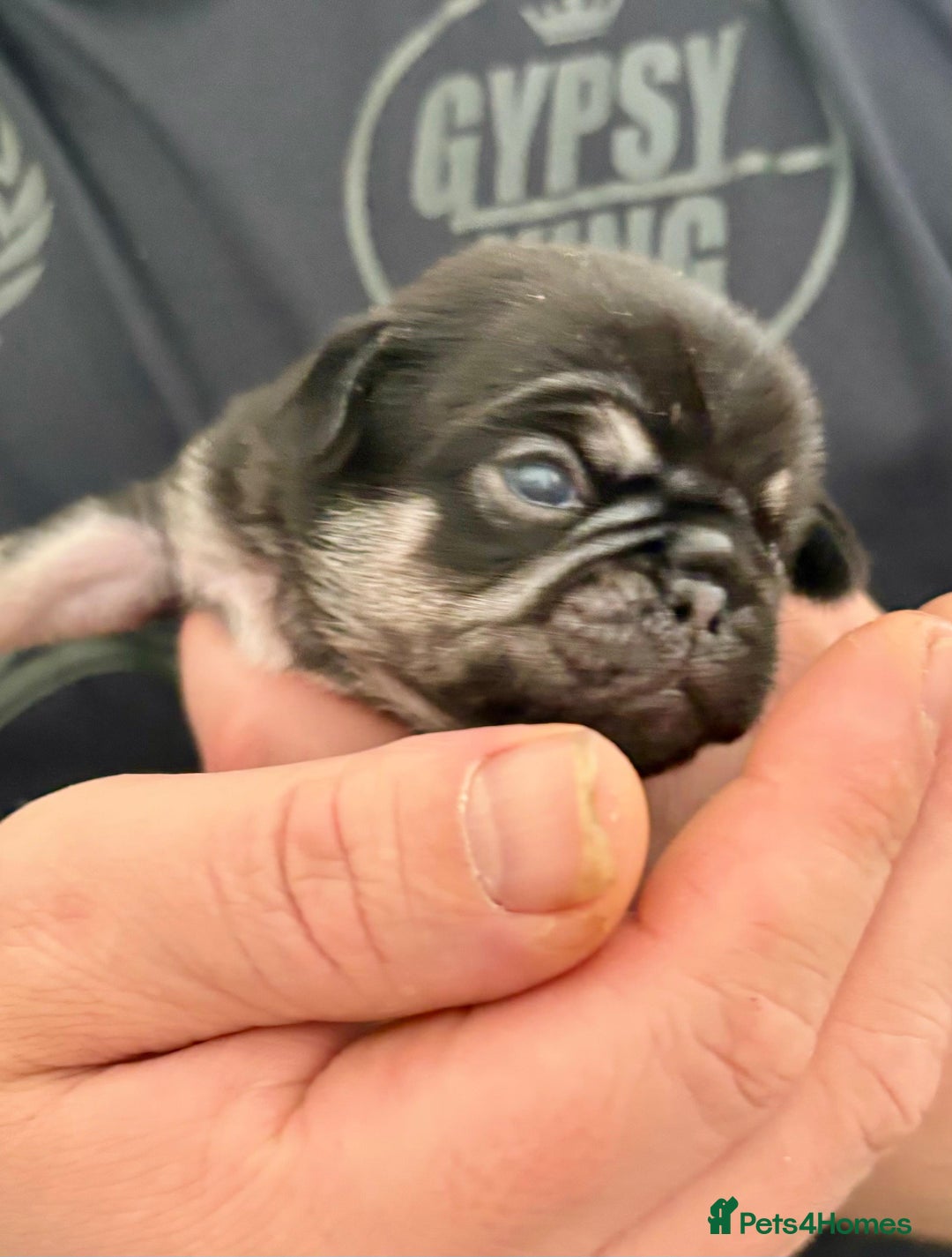 Pug dogs for stud: kc panda pug for stud in Blackpool - Image 16