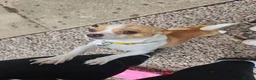 Chihuahua dogs for sale: Female chihuahua needs rehoming - Advert 3
