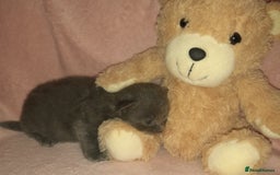 Norwegian Forest Cat cats for sale: Norwegian forest x kittens - Image 3