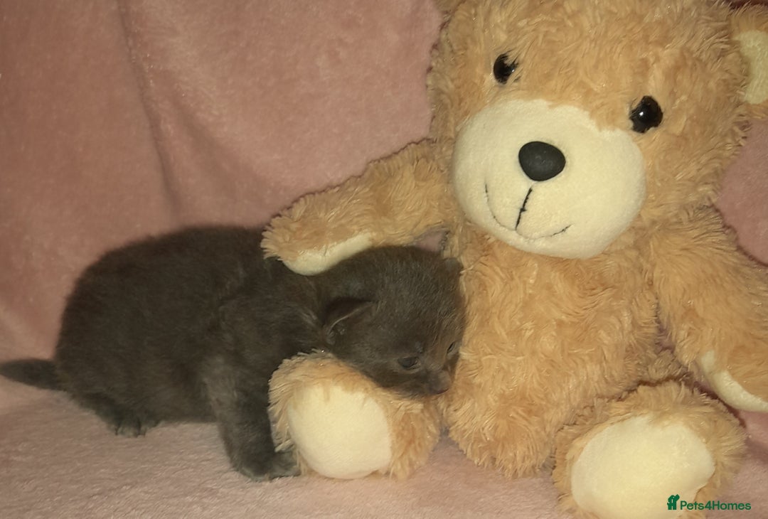 Norwegian Forest Cat cats for sale: Norwegian forest x kittens - Image 3