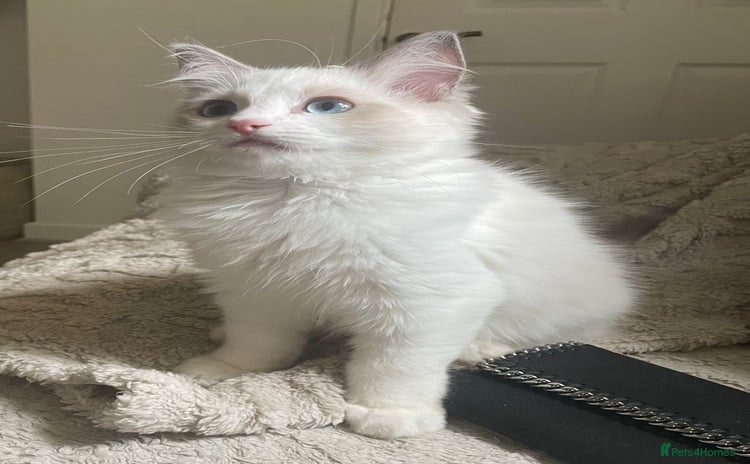 Ragdoll cats - Advert 14