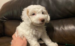 Cockapoo dogs for sale: Beautiful cockapoo puppy’s  - Image 40