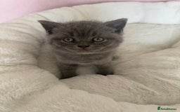 British Shorthair cats for sale: British shorthair kitten  - Image 11