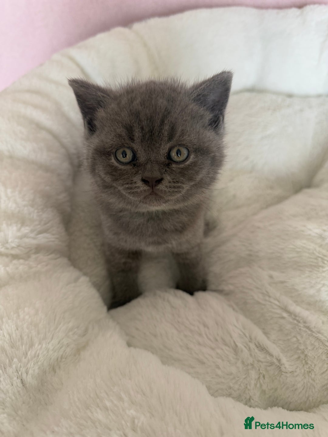 British Shorthair cats for sale: British shorthair kitten  - Image 11