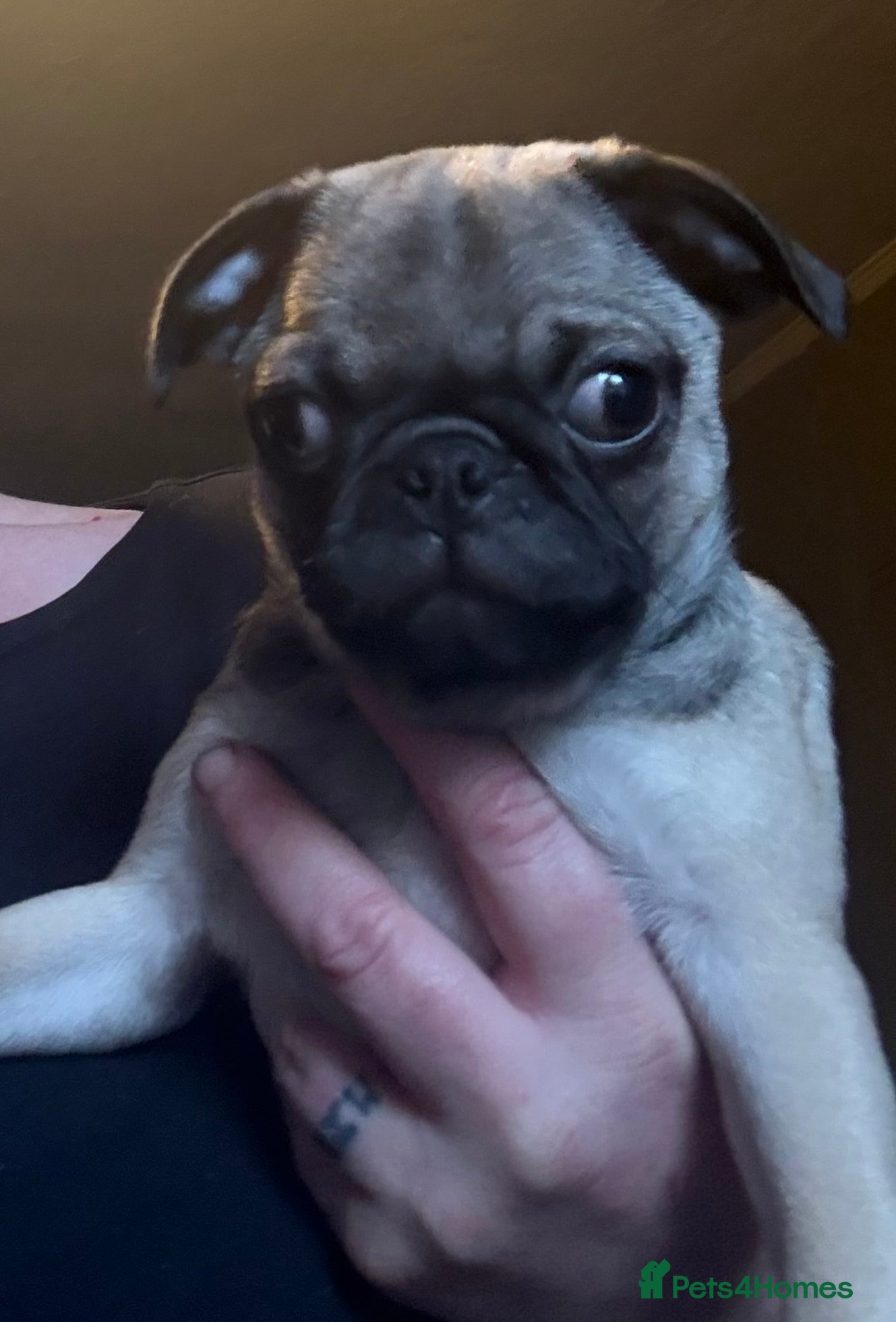 Pug dogs Male & Female Pug pups - Advert 2