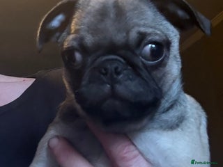 Pug dogs Male & Female Pug pups - Advert 2