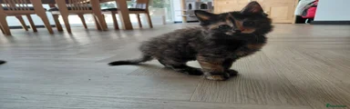 Mixed Breed 4