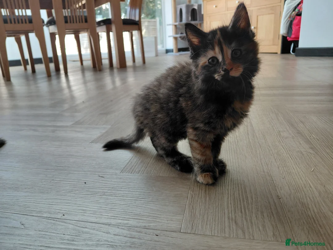 Mixed Breed cats for sale: Four beautiful mixed breed kittens  in Worthing - Advert 2