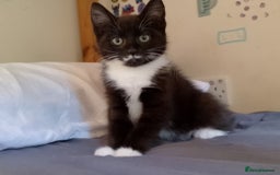 Mixed Breed cats for sale: Female kittens for sale  - Image 1