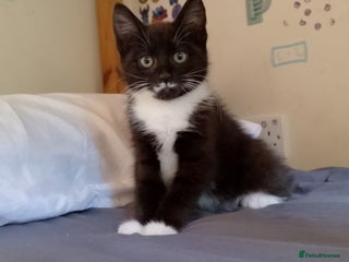 Mixed Breed cats - Advert 30