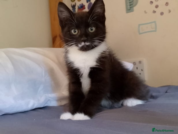 Mixed Breed cats - Advert 16