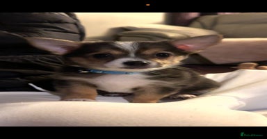 Chihuahua dogs - Advert 14