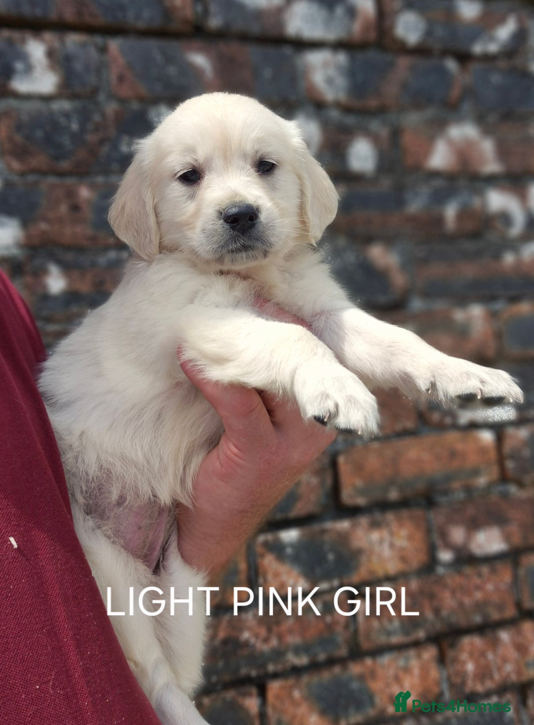 Golden Retriever dogs for sale: KC GOLDEN RETRIEVER PUPPIES  - Image 18