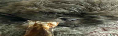 Shih Tzu 4