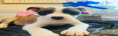 Mixed Breed Puppy 2