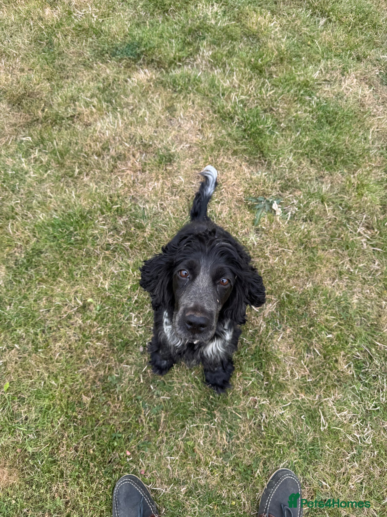 Mixed Breed dogs Cocker jacks for sale  - Advert 2
