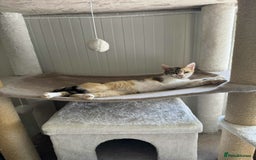 Mixed Breed cats for adoption: Laurie - Brandon Suffolk  - Image 2