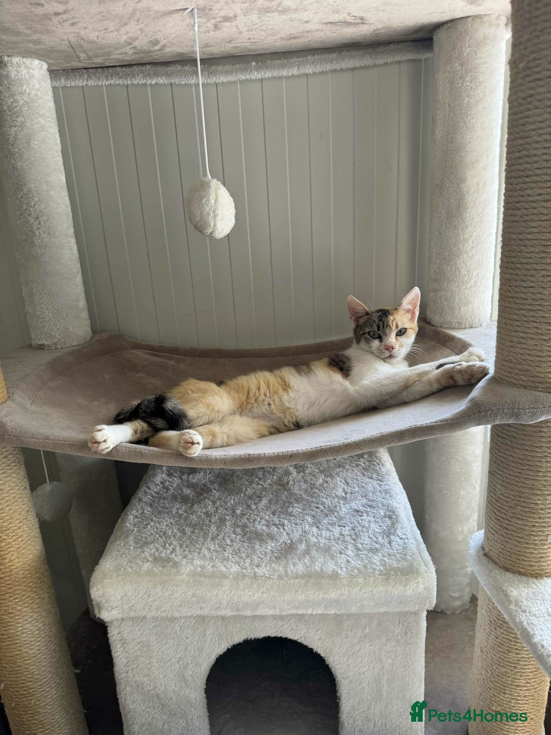 Mixed Breed cats for adoption: Laurie - Brandon Suffolk  - Image 2