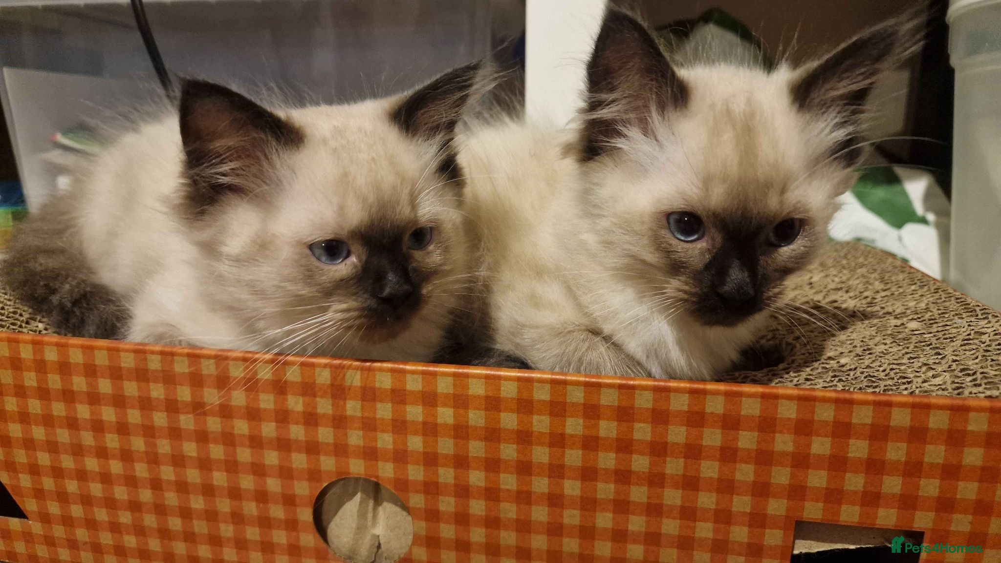 Ragdoll cats 4 beautiful ragdoll kittens left out of 7 - Advert 16