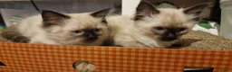 Ragdoll cats for sale: 3 beautiful ragdoll kittens left out of 7 - Advert 1