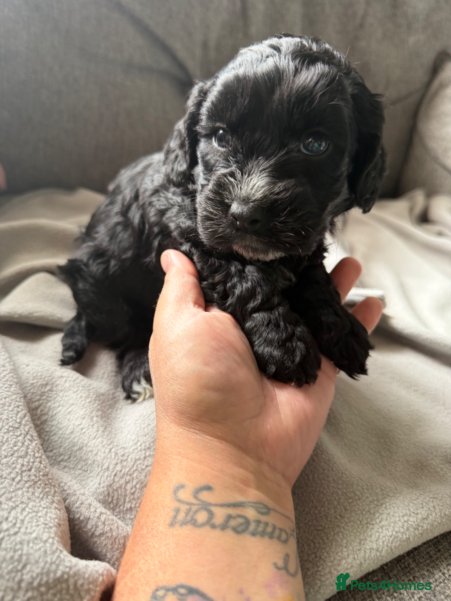 Cockapoo dogs for sale: Beautiful cockapoos - Advert 20